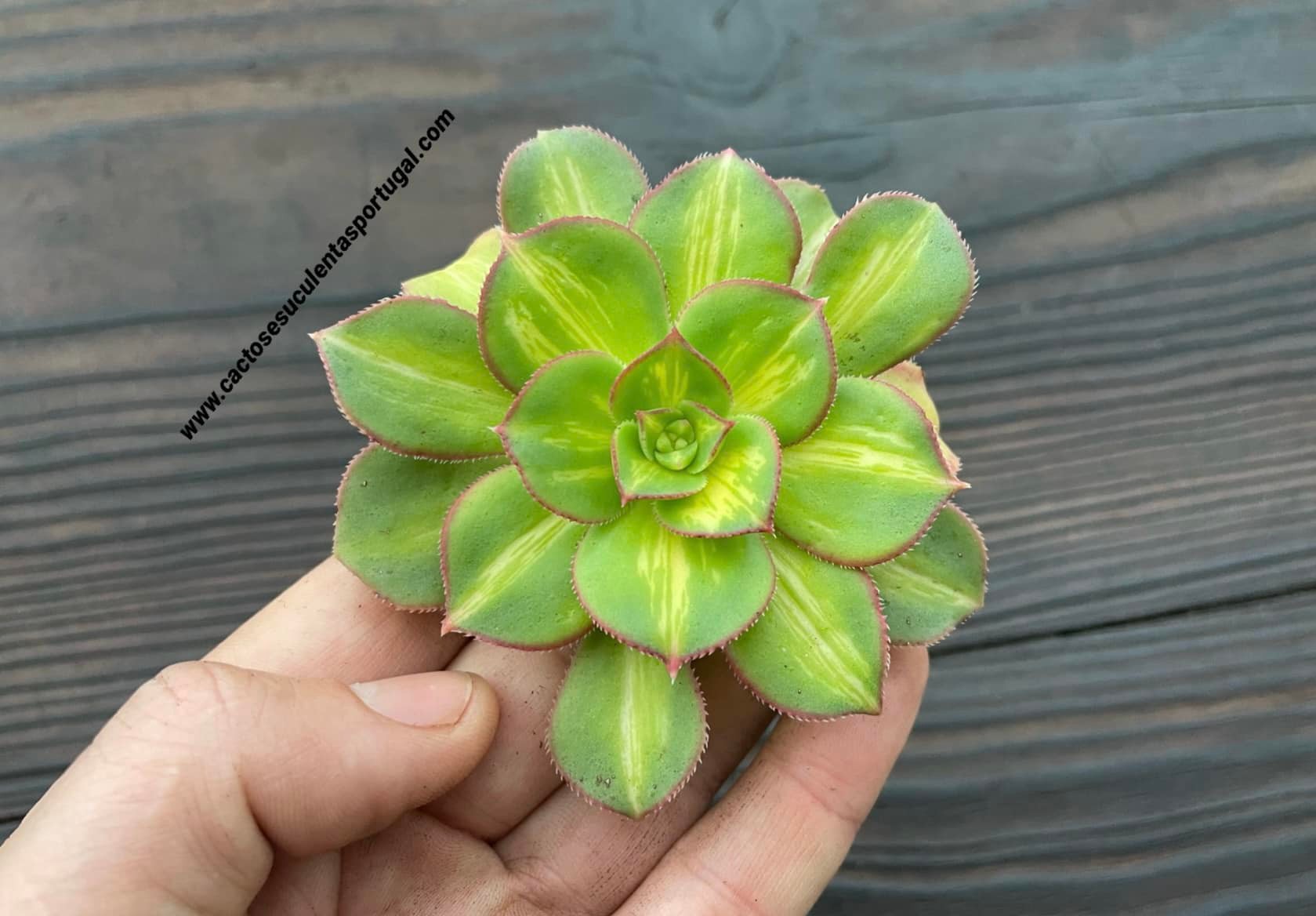 Aeonium Starburst 'Lemon-Lime' rare