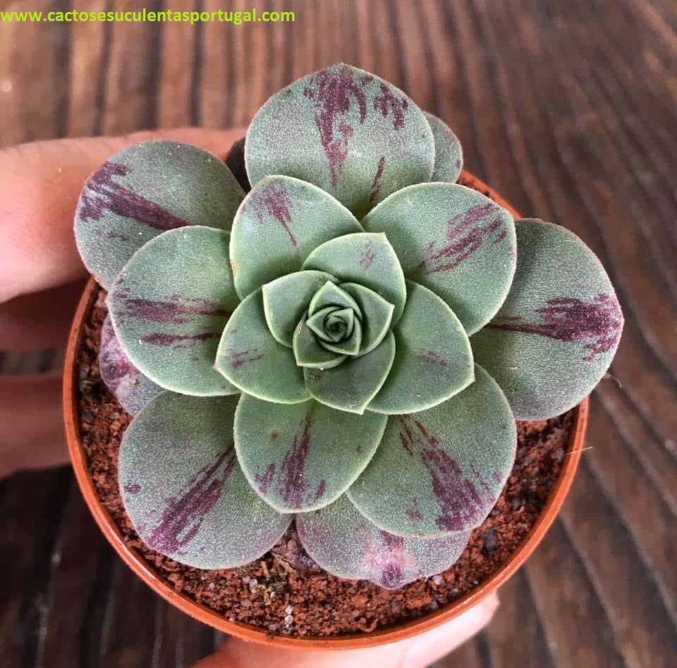 Aeonium Aureum "Greenovia Aurea"