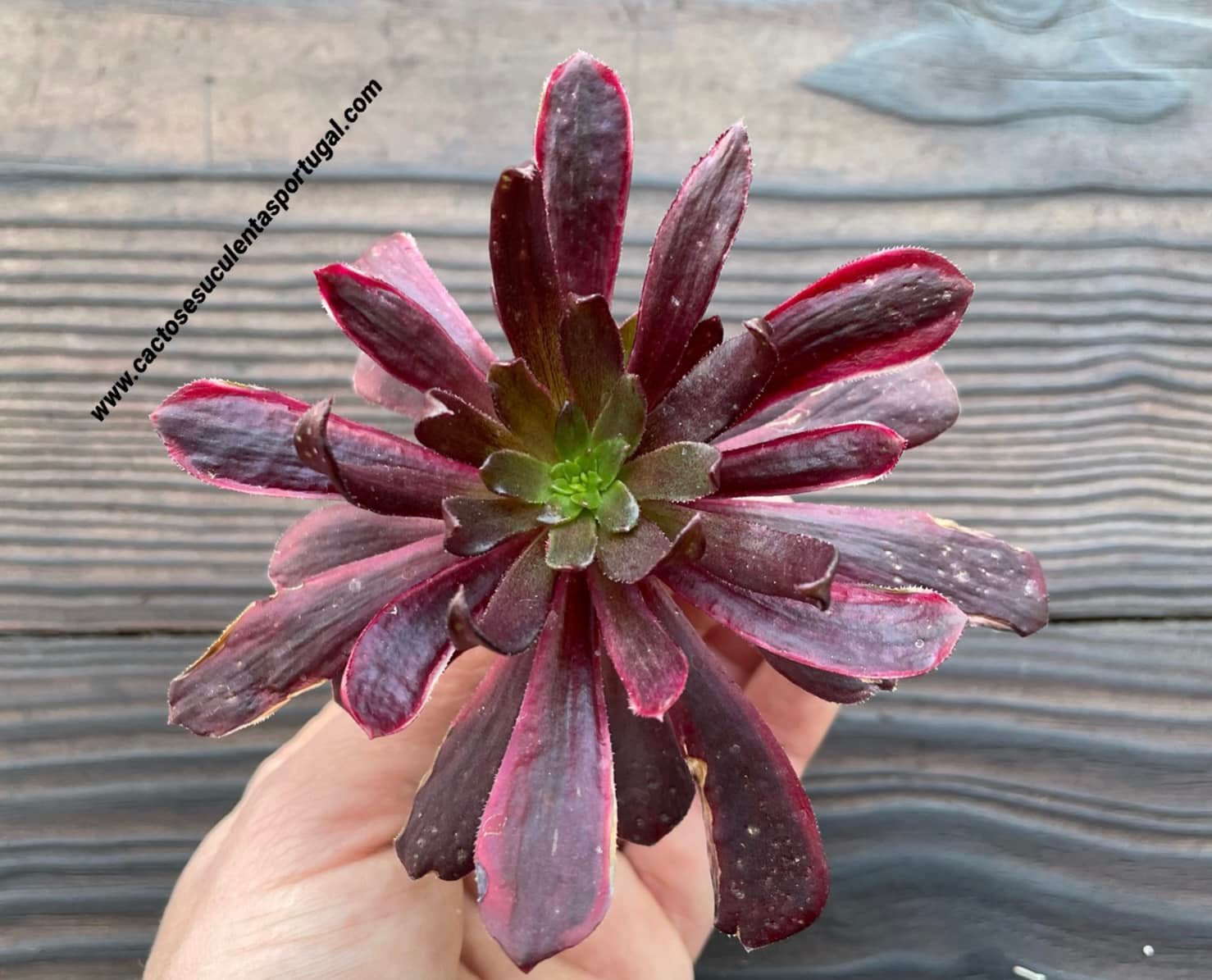 Aeonium 'Ecstasy'