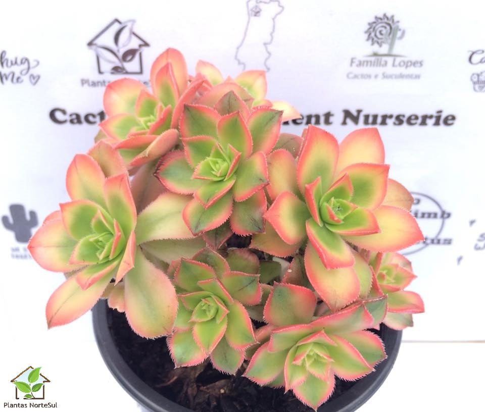 Aeonium Haworthii 'Kiwi', bouquet, vaso de 10 cm
