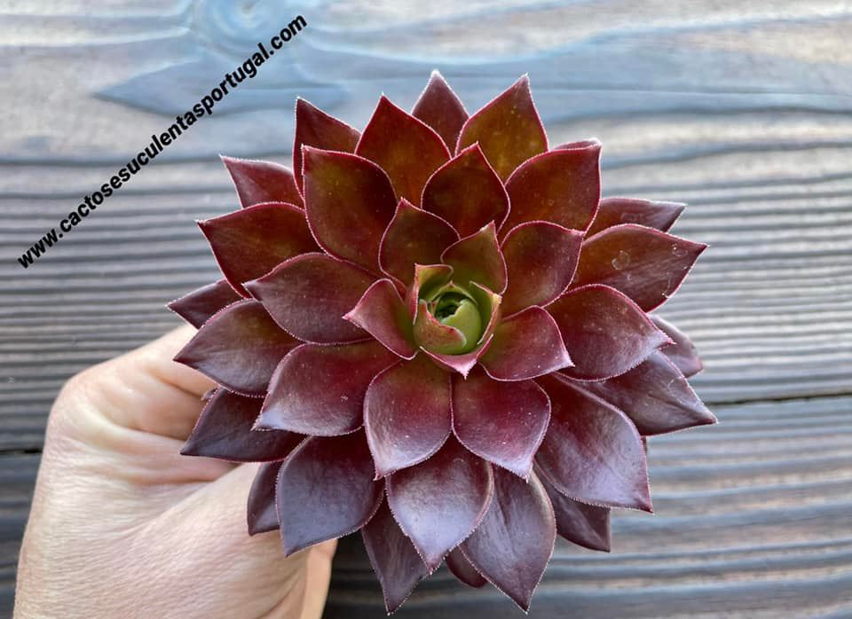 Aeonium ‘Phoenix Flame’