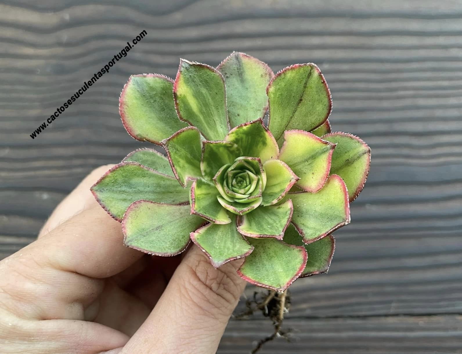 Aeonium 'Red Edge' variegata