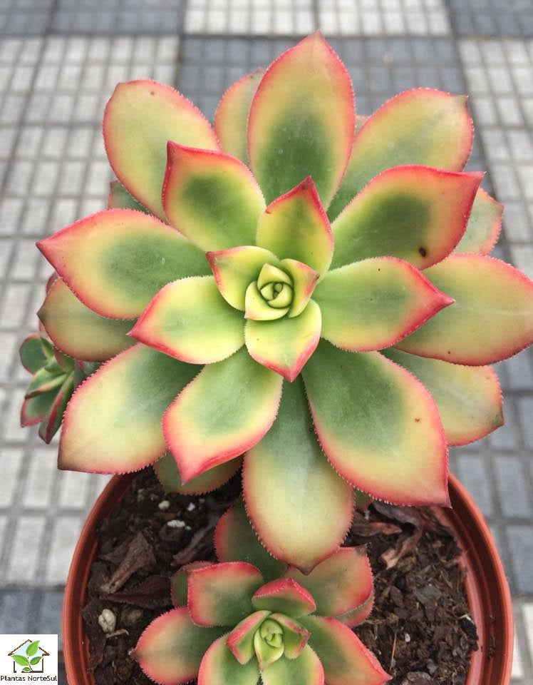 Aeonium kiwi