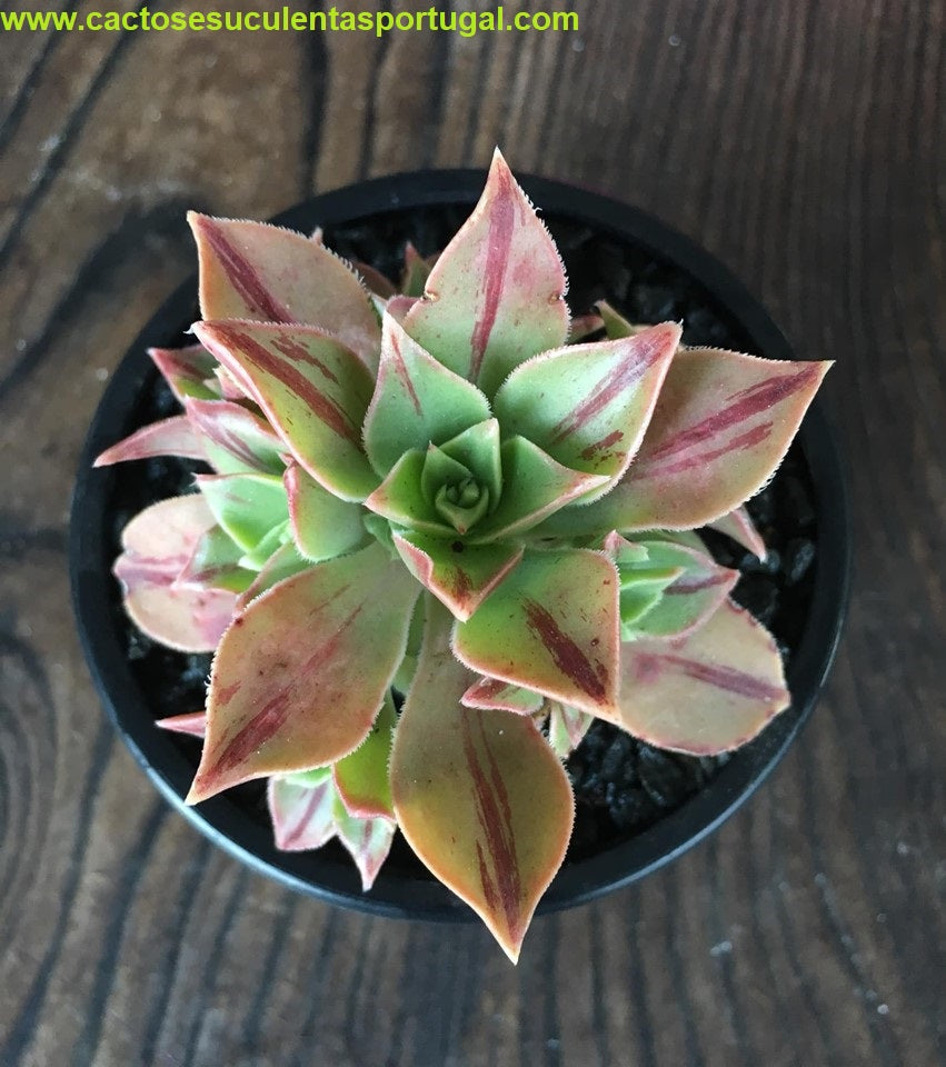 Aeonium Leucoblepharum