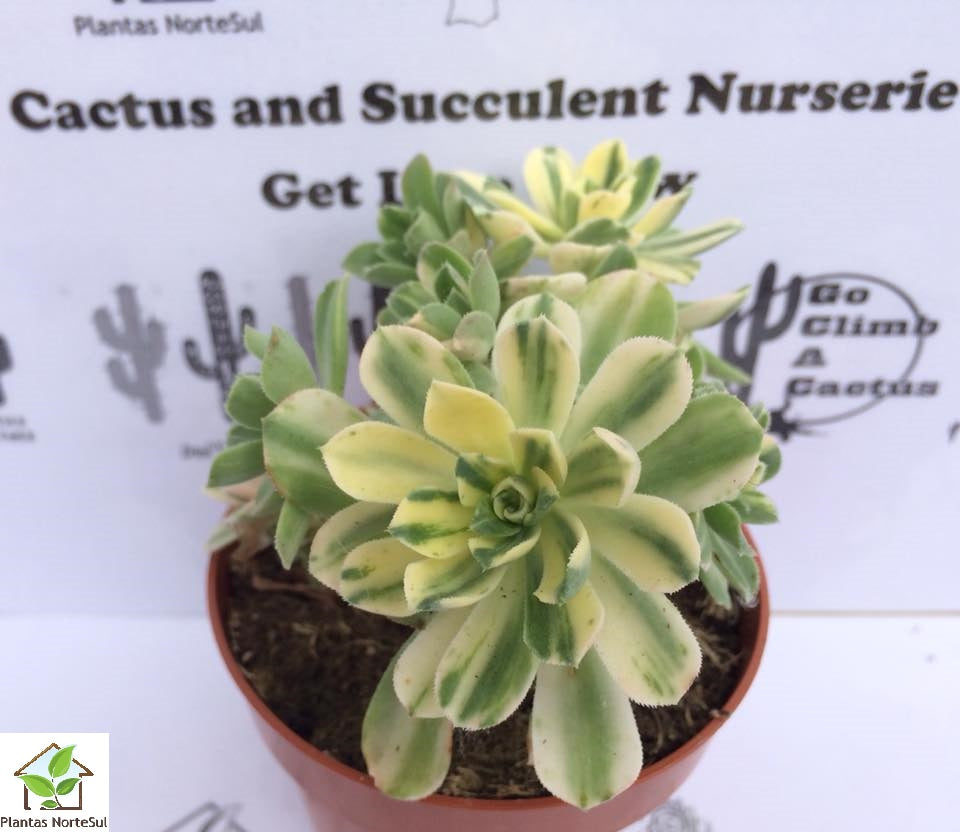 Aeonium suncup