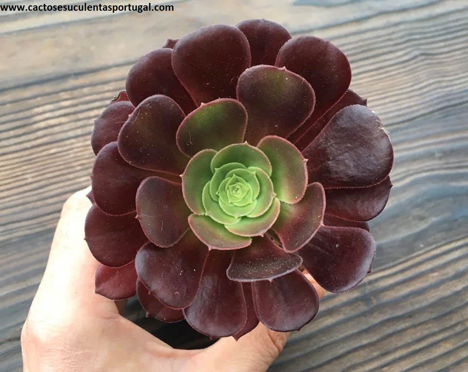 Aeonium Arboreum var. "Atropurpureum"