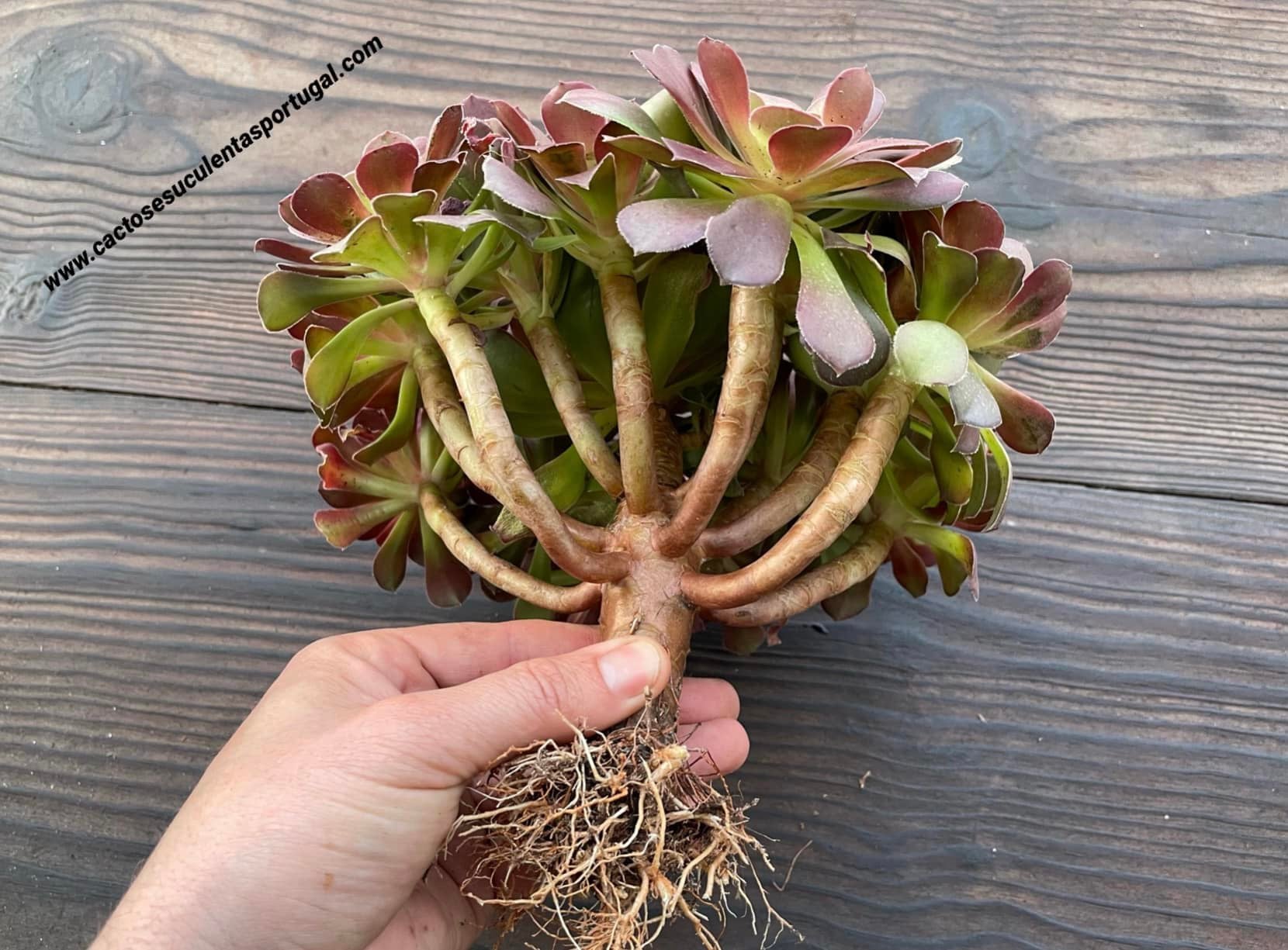 Aeonium arboreum 'Atropurpureum',