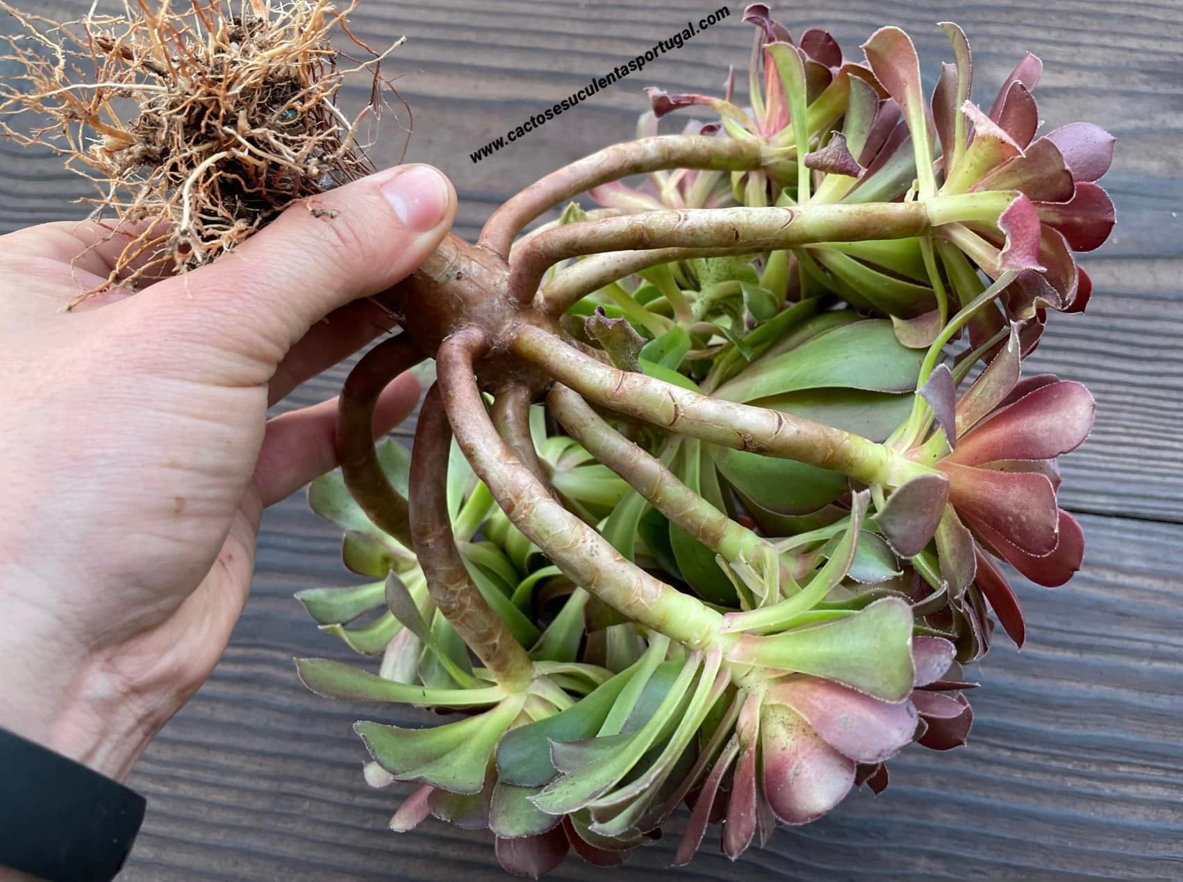 Aeonium arboreum 'Atropurpureum',