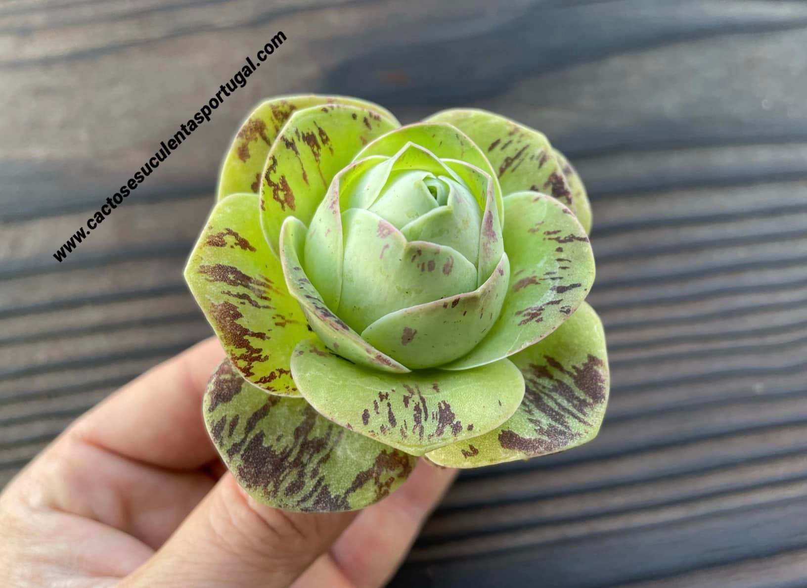 Aeonium aureum Sorte „El Hierro“ (z. B. Greenovia aurea)