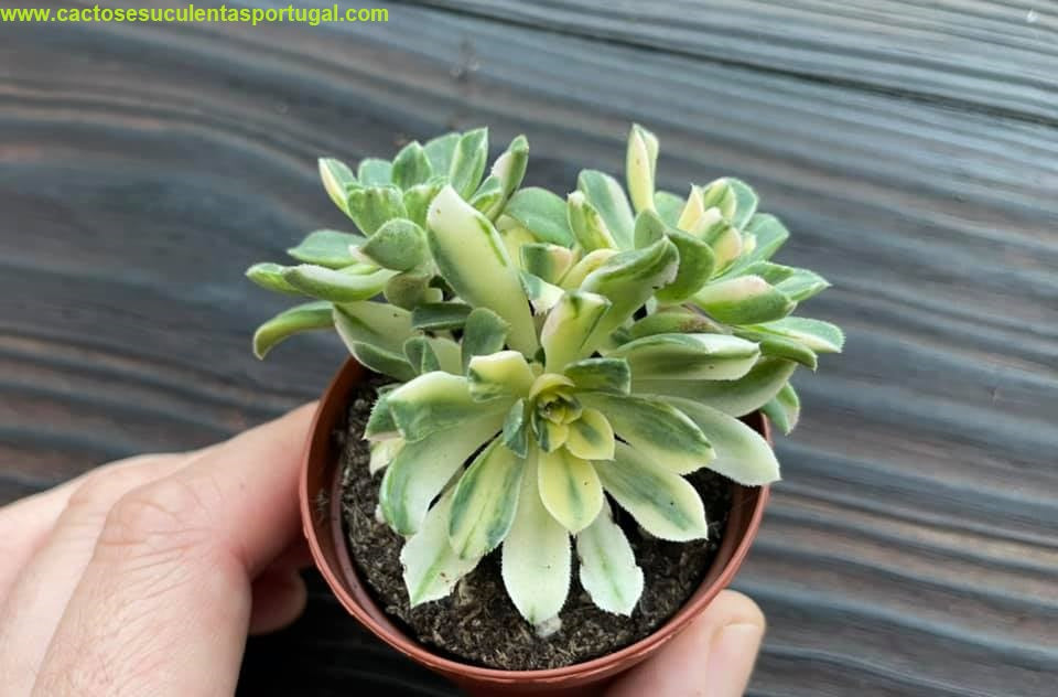 Aeonium castello-paivae f. variegata 'suncup'