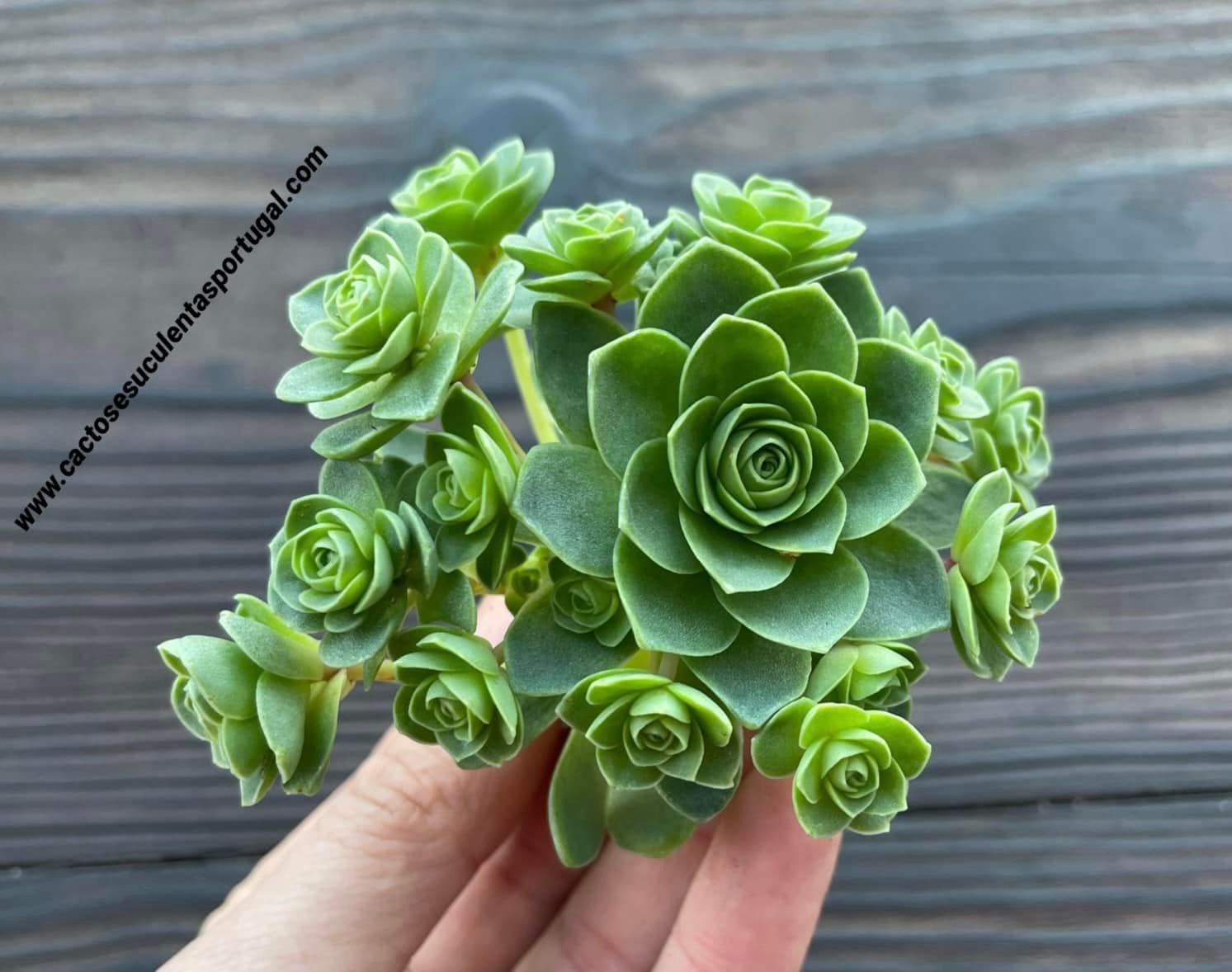 Aeonium dodrantale / Ex. Greenovia dodrantalis