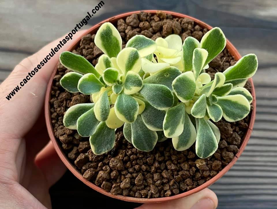 Aeonium domesticum variegata / Aichryson × aizoides var. domesticum  'Variegatum'