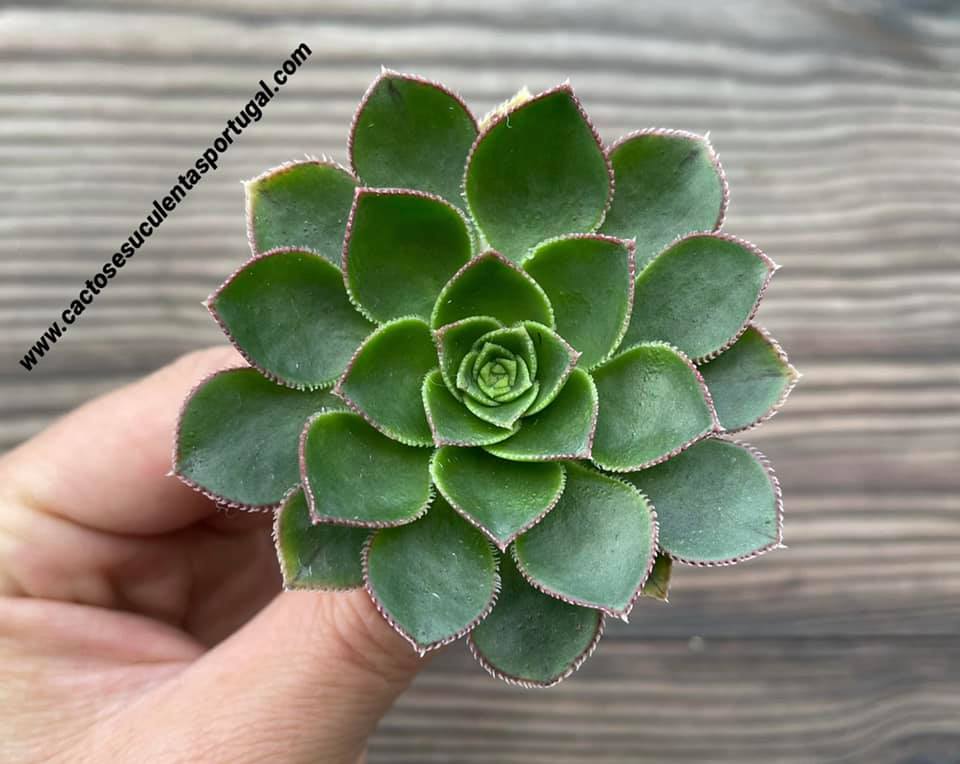 Aeonium escobarii