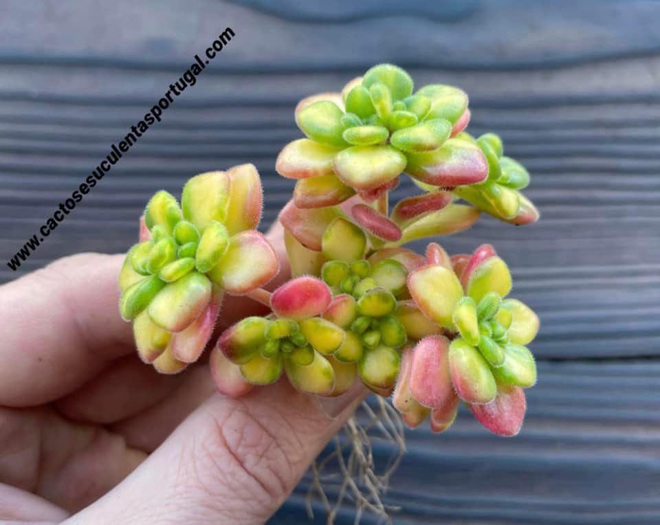 Aeonium lindleyi form. variegata