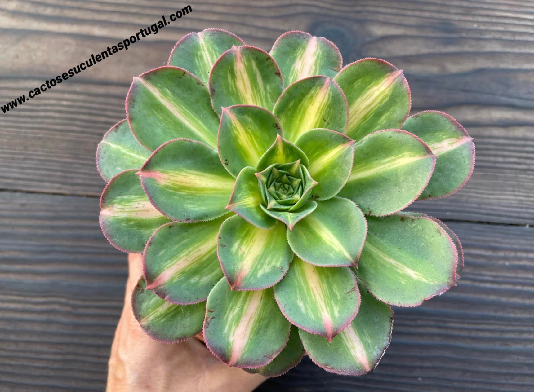 Aeonium starburst 'Lemon-Lime'