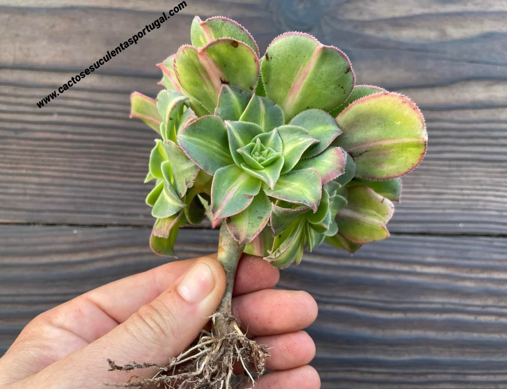 Aeonium starburst 'Lemon-Lime'