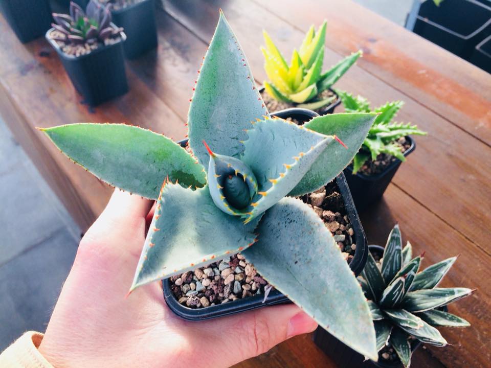Agave pygmaea dragon toes