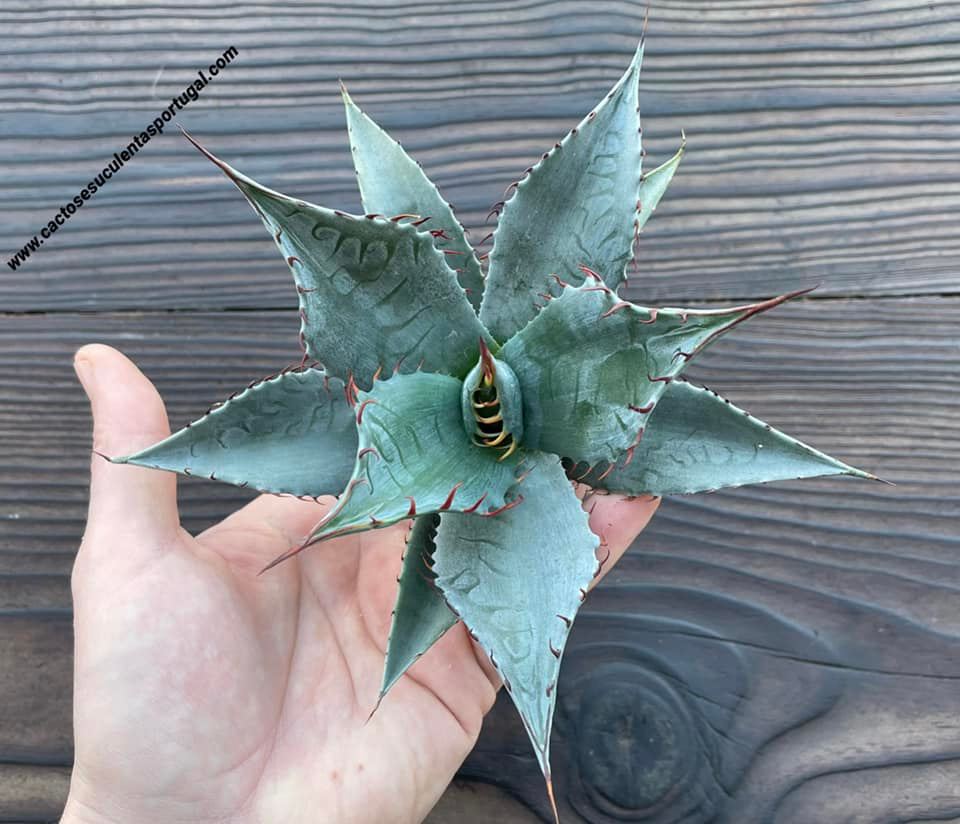 Agave parrasana