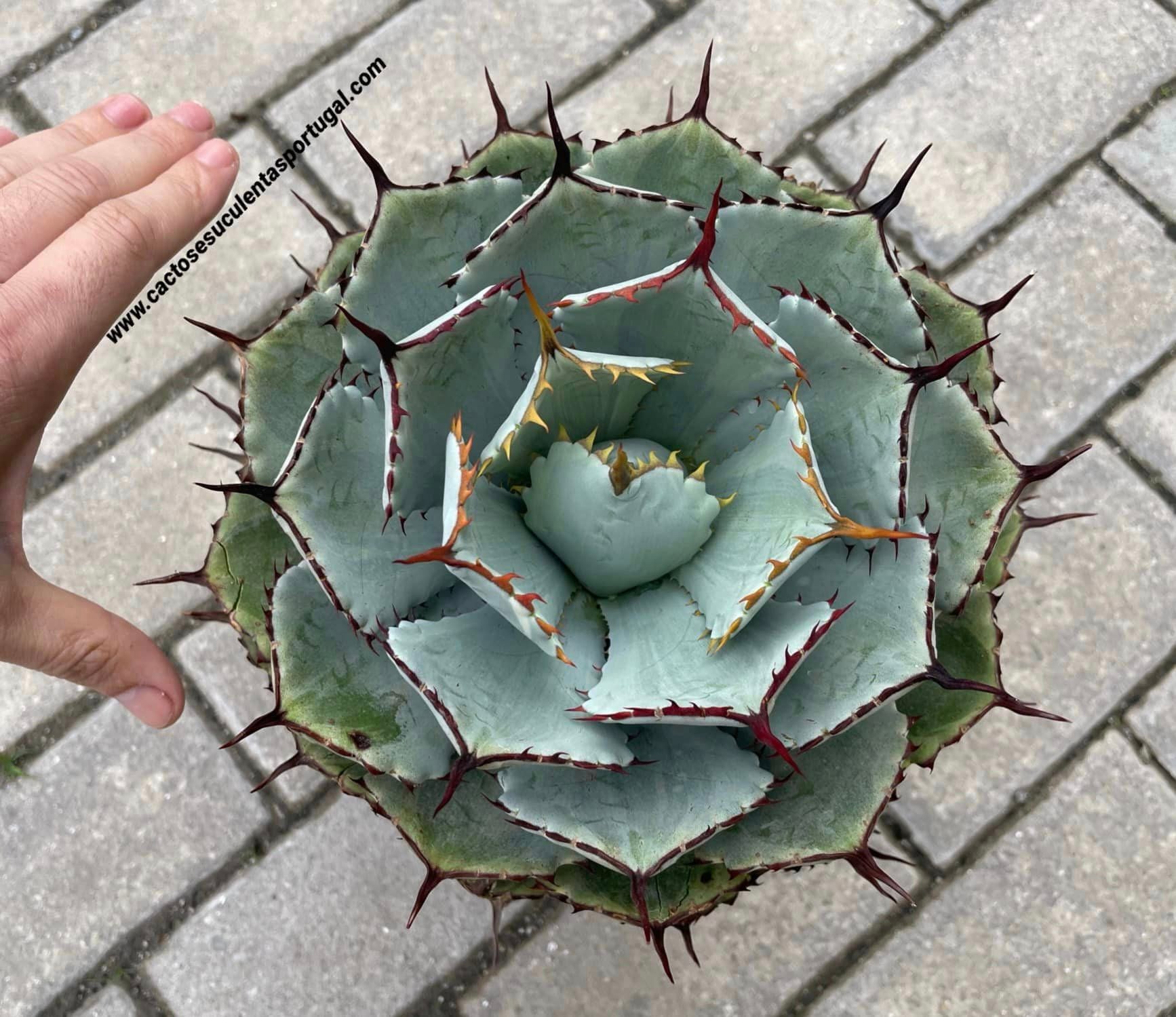 Agave potatorum 'Kissho Kan' (Butterfly Agave)