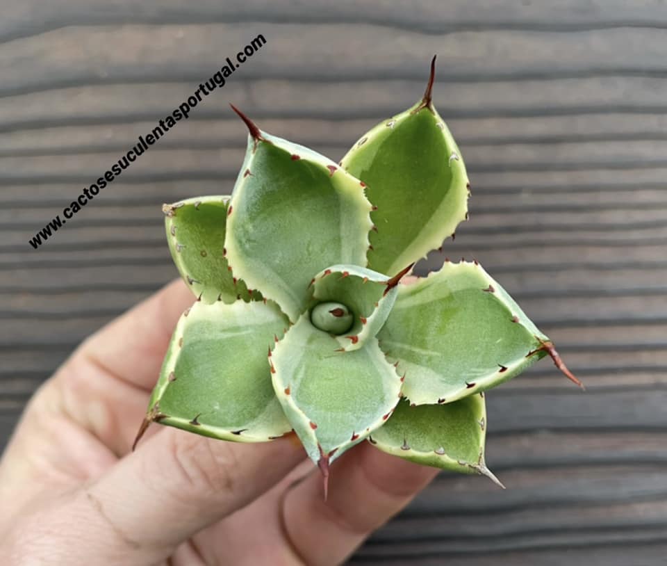 Agave potatorum cv. Kichijokan marginata