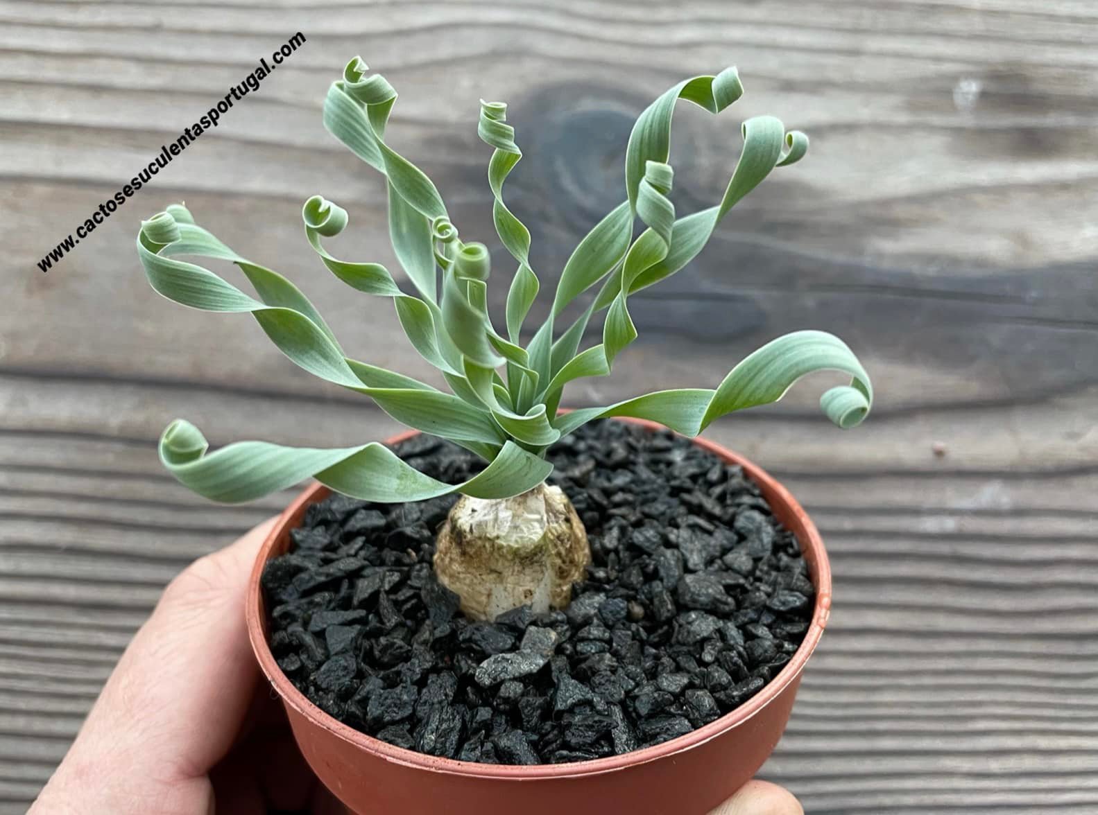 Albuca Concordiana