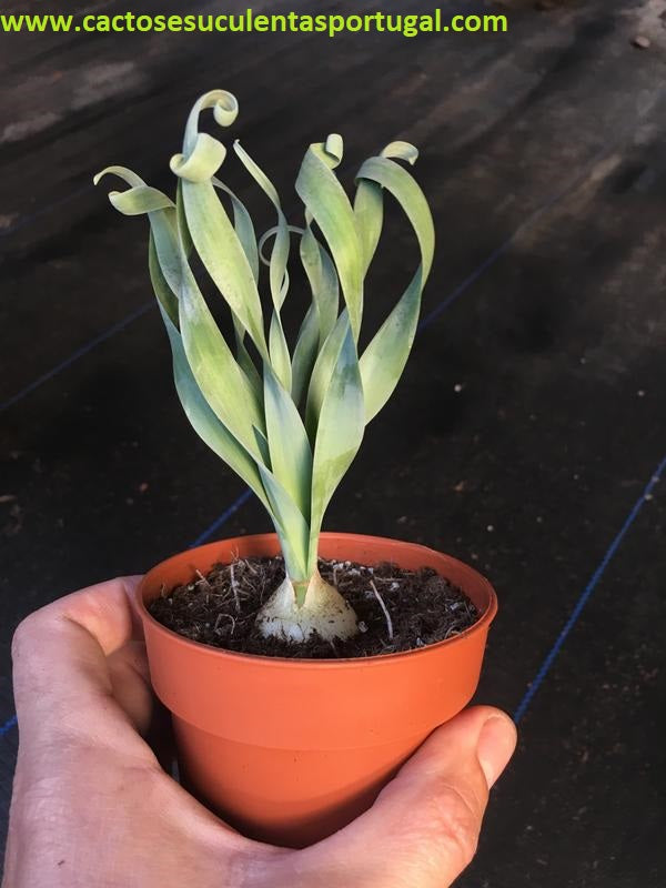 Albuca Concordiana