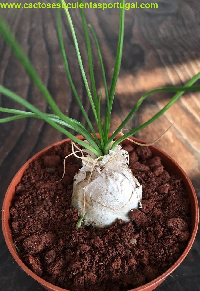 Albuca humilis