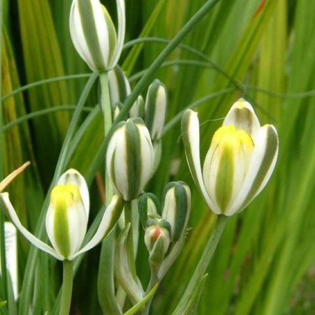 Albuca humilis