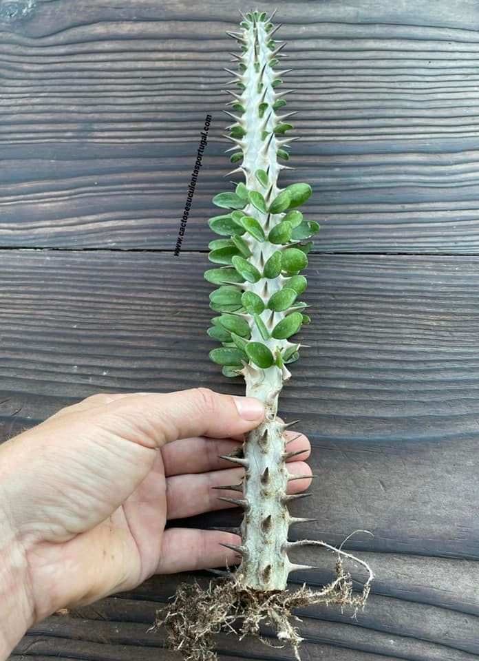 Alluaudia procera