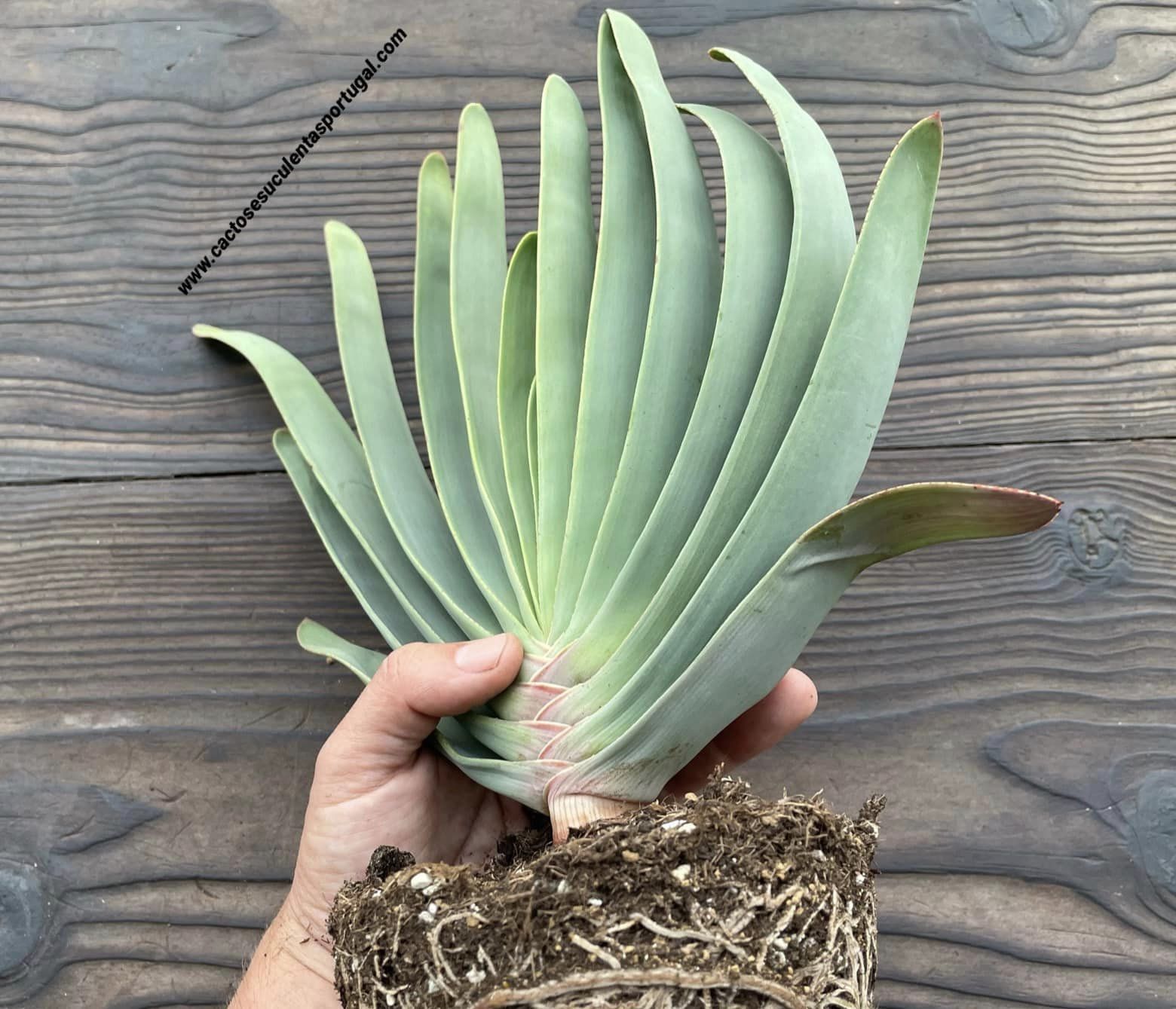 Aloe plicatilis