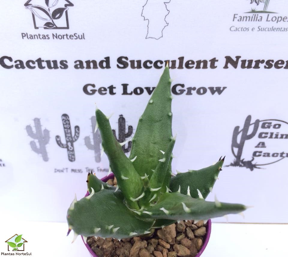 Aloe Macrocantha