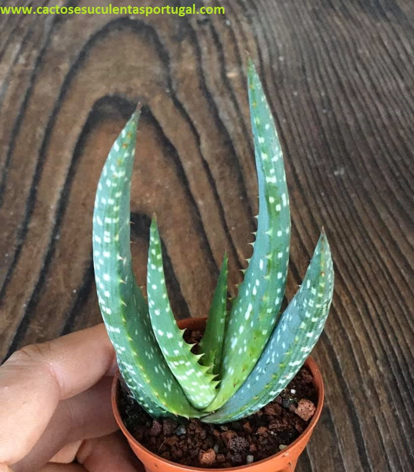 Aloe Microstigma