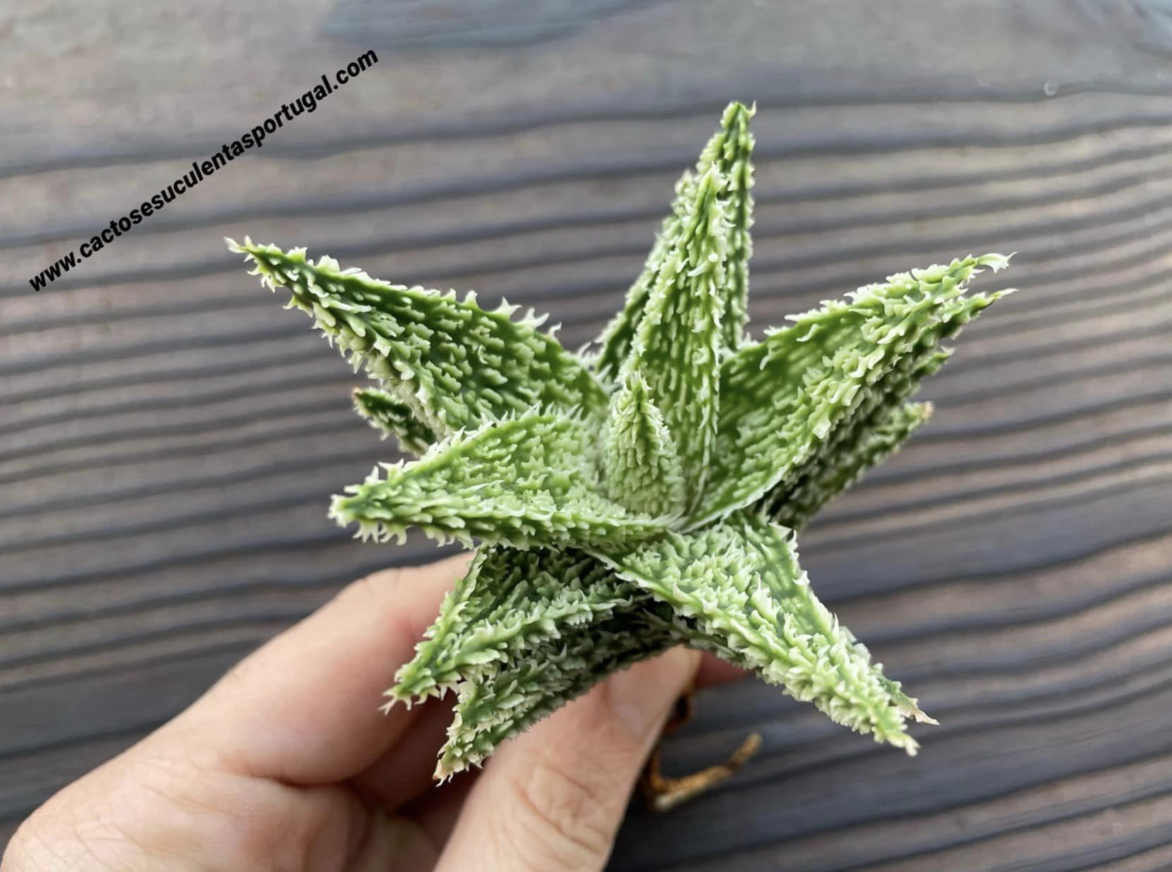 Aloe 'Sugar Crystal'