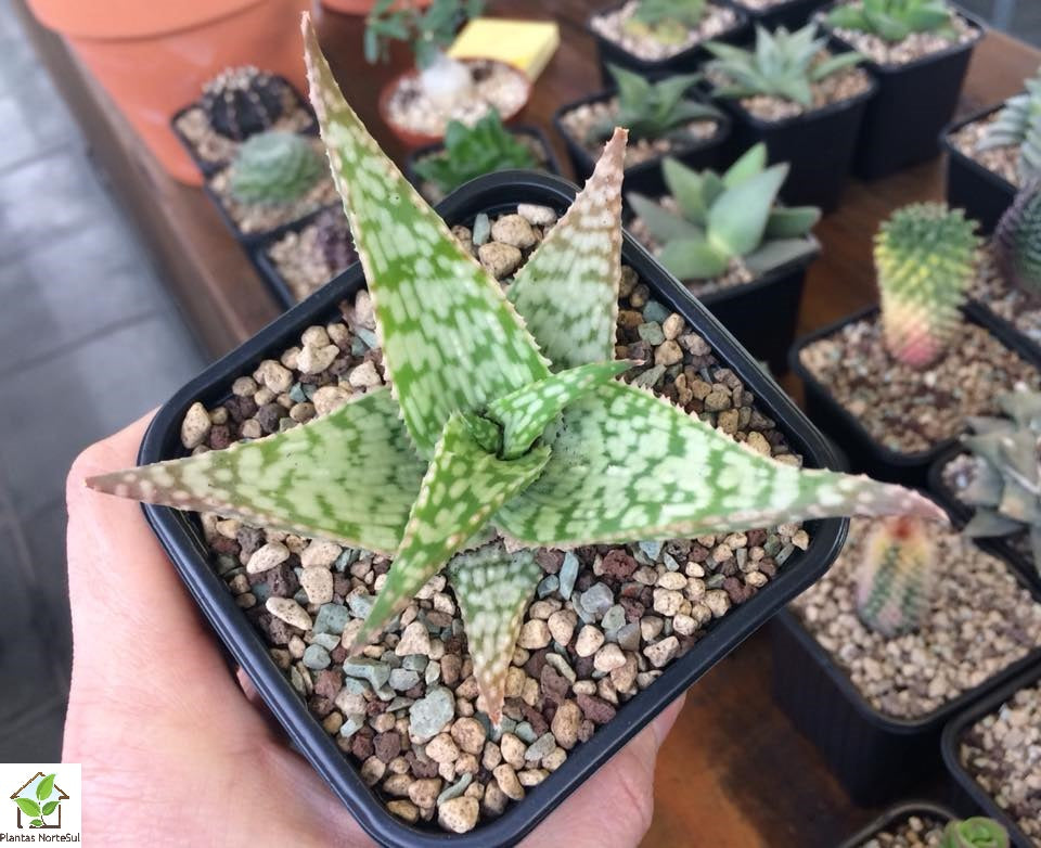 Aloe pink blush
