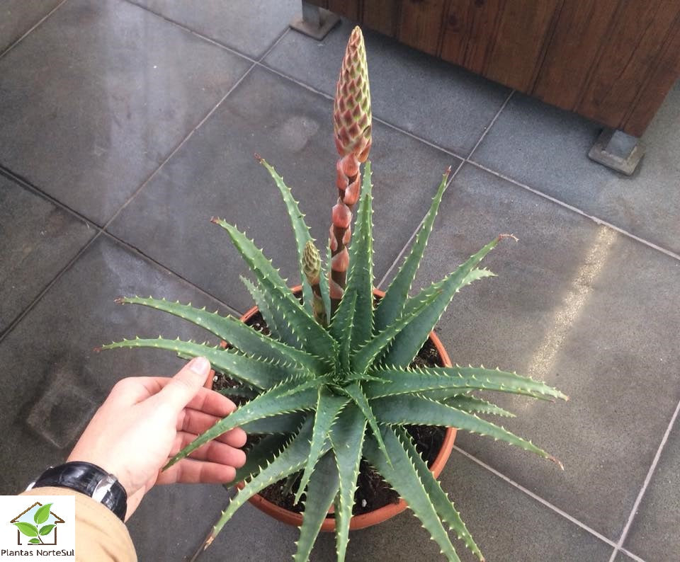 Aloe spinosissima