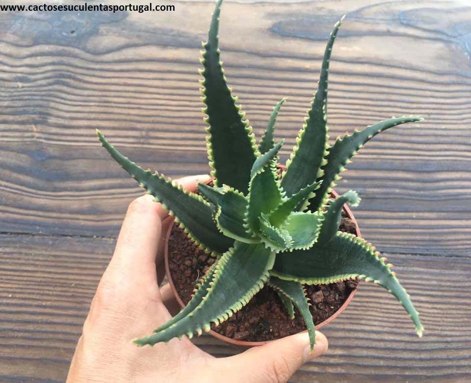 Aloe aculeata 'Jurassic Dragon'