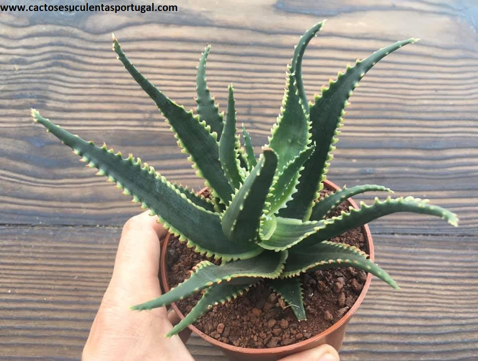 Aloe aculeata 'Jurassic Dragon'
