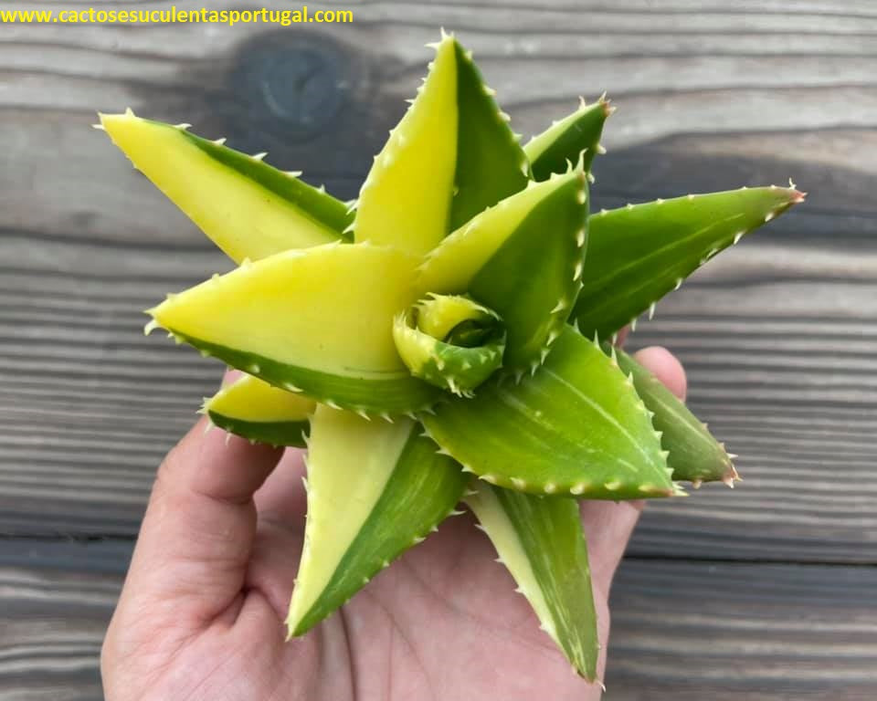 Aloe mitriformis form. variegated