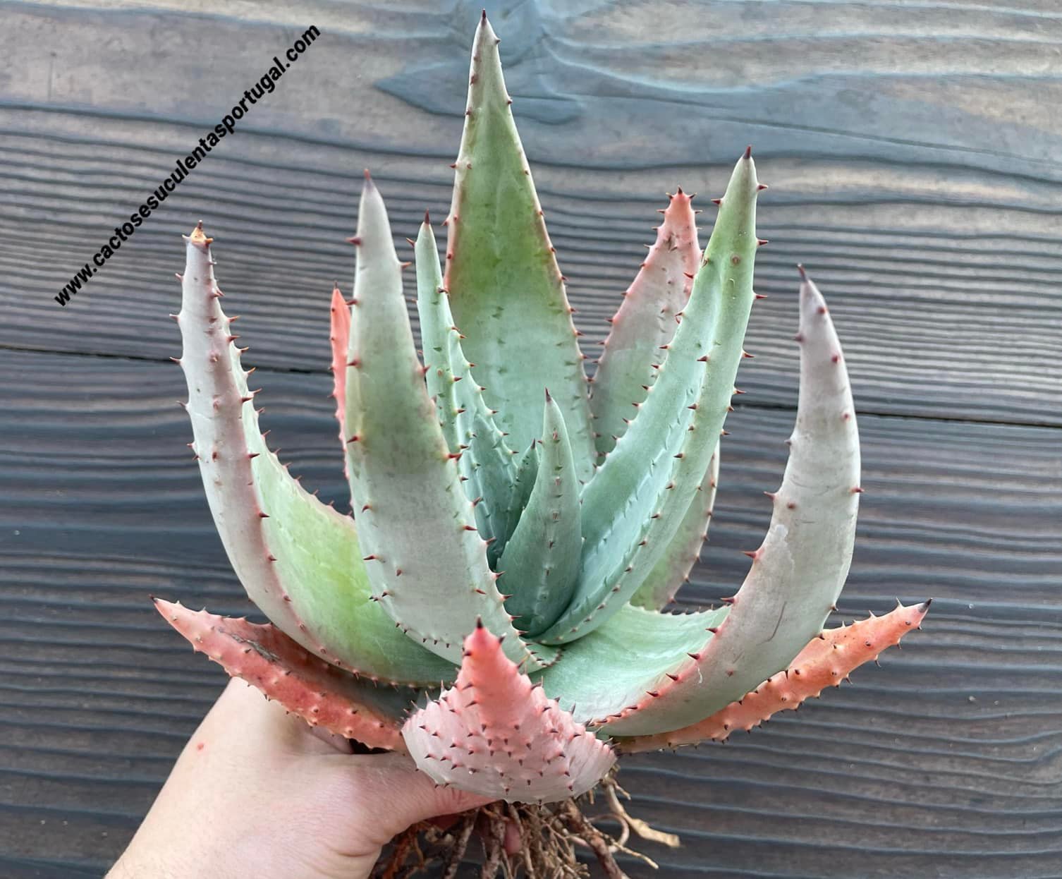 Aloe peglerae