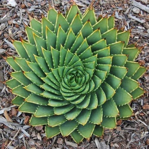Aloe polyphylla
