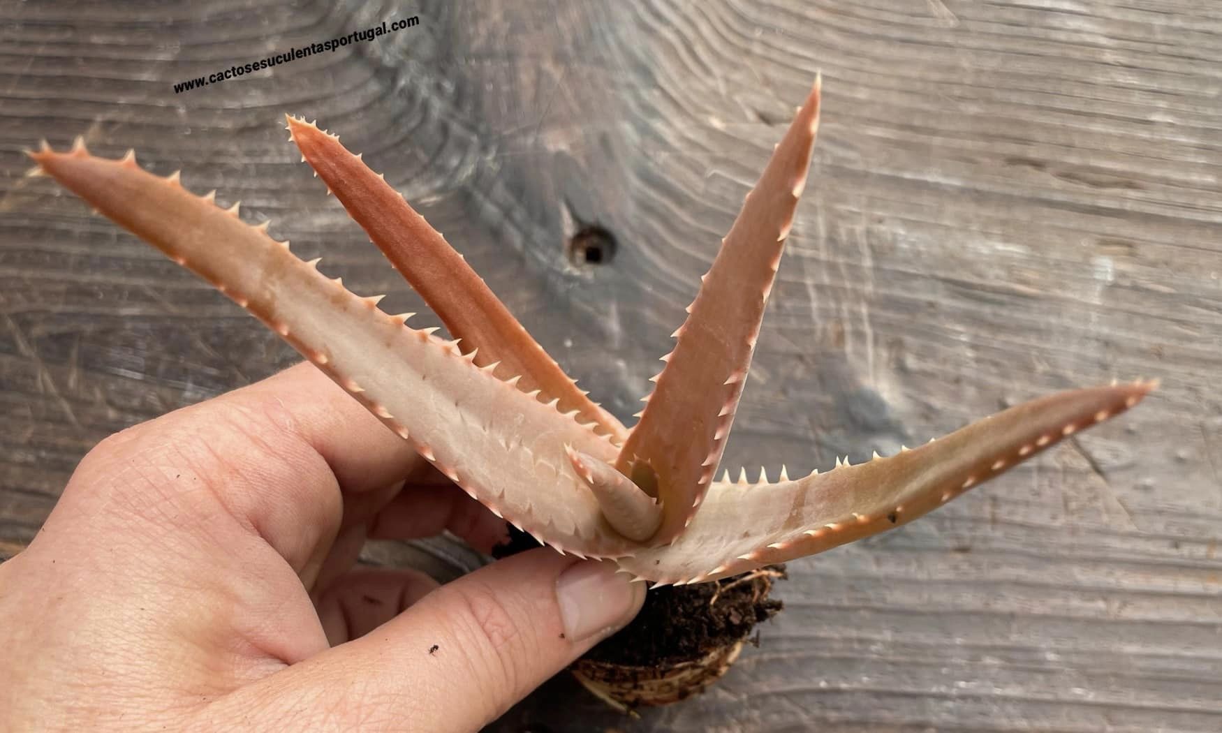 Aloe vaombe