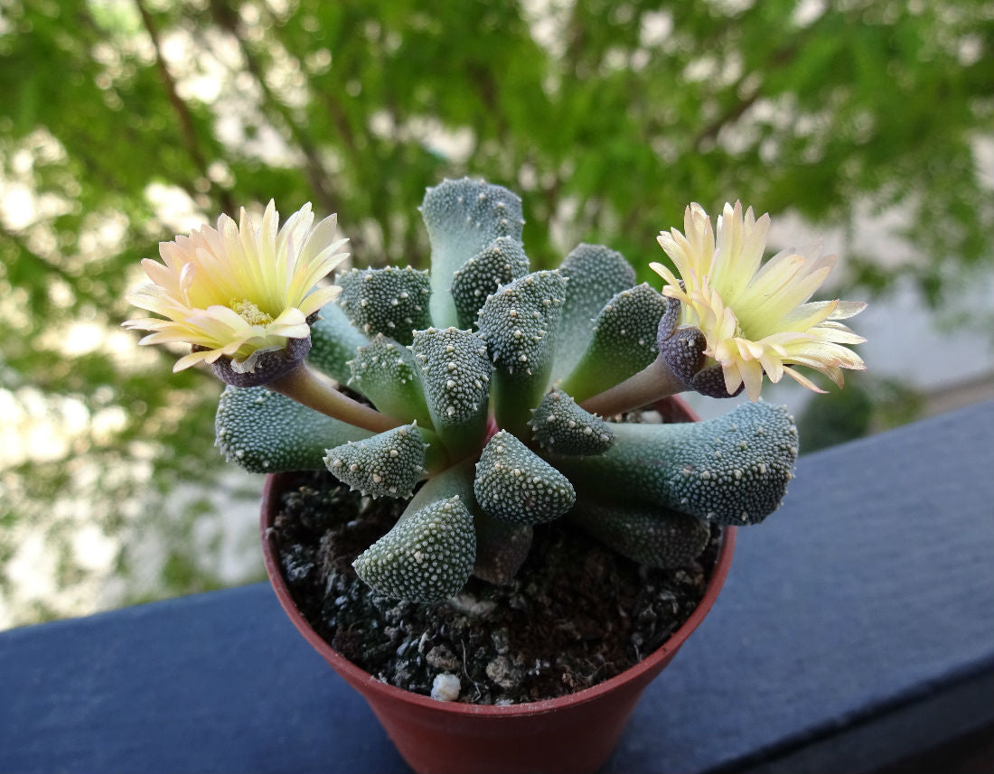 Aloinopsis Luckhoffii