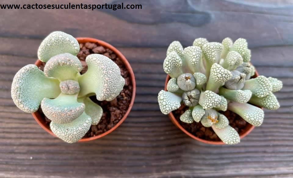 Aloinopsis lodewykii