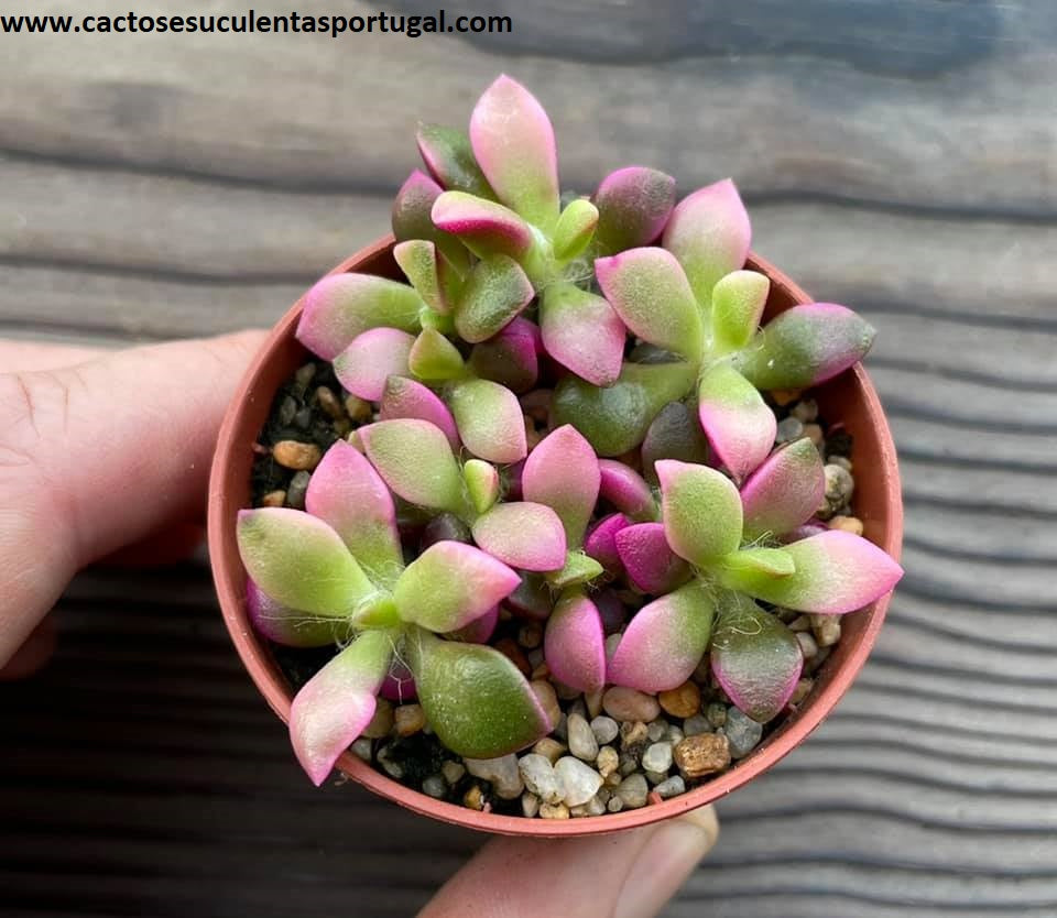 anacampseros rufescens variegata Anacampseros rufescens variegata