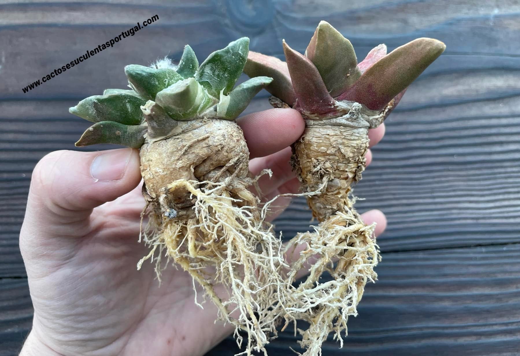 Ariocarpus Retusus