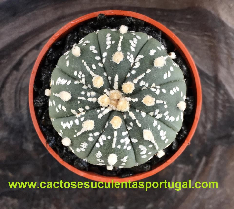 Astrophytum asterias