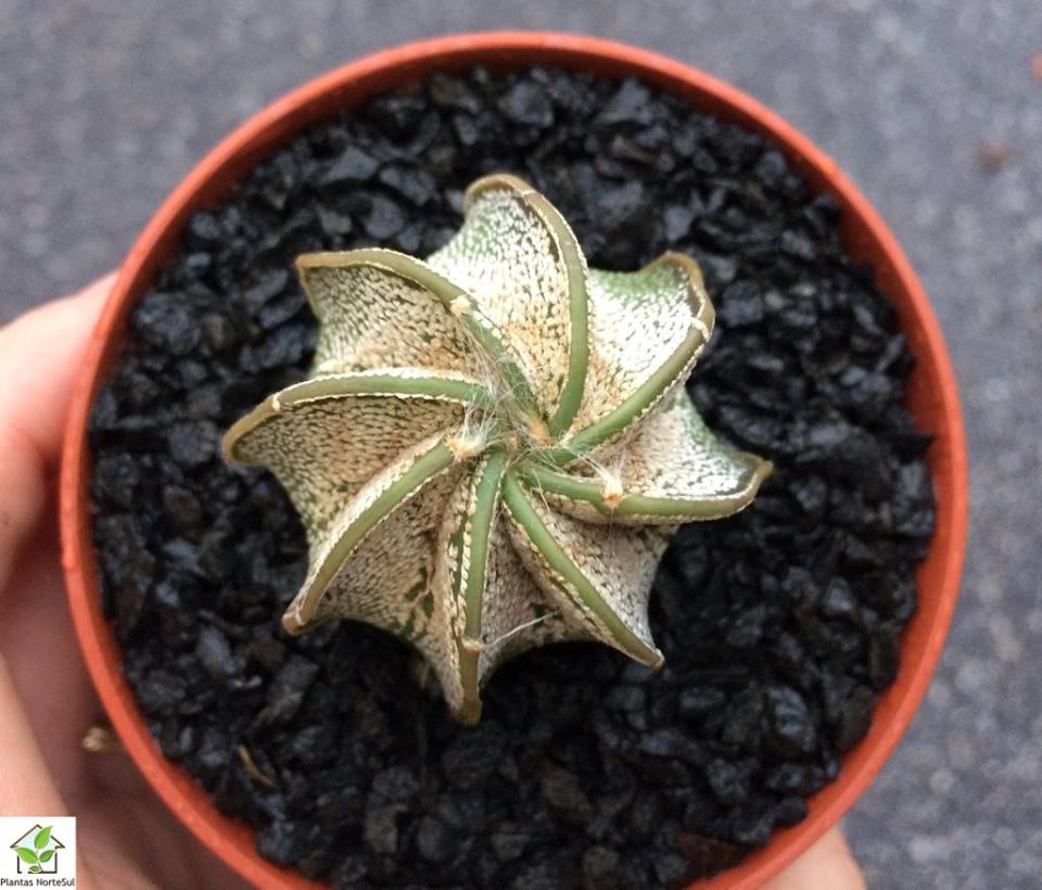 Astrophytum capricorne var. niveum