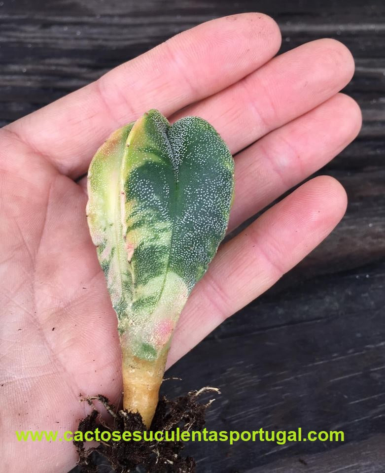 Astrophytum myriostigma variegated