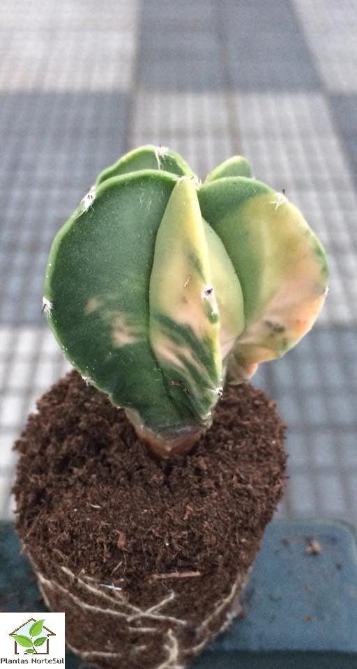 Astrophytum myriostigma nudum variegata