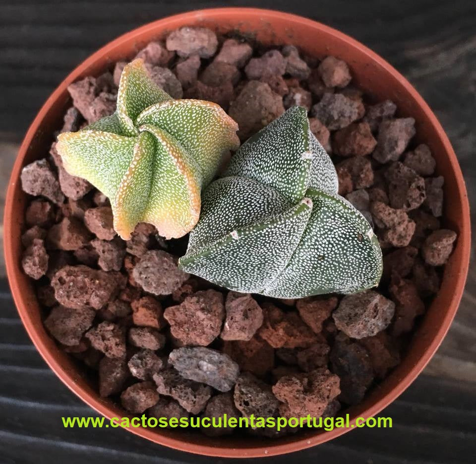 Astrophytum myriostigma tricostatum e Astrophytum myriostigma variegata